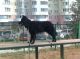 Cамолла Kennel fotóalbuma