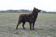 Bariguard BigMac 'Junior', MET.Mu.2167/R/20 Bariguard BigMac 'Junior', MET.Mu.2167/R/20