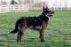 Bariguard Extreme Oregano "Gizmo", MET.Mu.3442/23