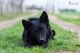 Bariguard Bekon Storm 'Hetty', MET.Mu.1609/19 Bariguard Bekon Storm 'Hetty', MET.Mu.1609/19