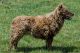 Bariguard Extreme Cinnamon "Samira", MET.Mu.3446/23