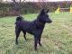 Bariguard Tasmanian Tanita - Kos