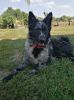 Bariguard Tasmanian Tiara - Barka