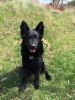 Bariguard Victorus Te Saluto "Yorek", MET.Mu.848/17
