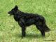 Canis Hungaricus Adu Ász, Z Reg/MUD/12/05