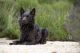 Großen Strolchen Kennel fotóalbuma