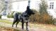 McPotter's Creek's Kender "Cosmo", MET.Mu.500/15