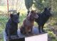 Pásztor-Virtus Kennel