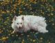 Szépszakmári Kennel fotóalbuma