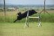 Bariguard Jump into the Happiness 'Töpi'