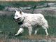 Tibi, MET.Mu.2214/B/01 Tibi, MET.Mu.2214/B/01