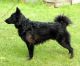 Bestagility Aris, SE51817/2012
