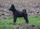 Bariguard Jump for my Love