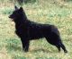 Birkák-Réme Kennel fotóalbuma