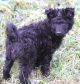 Bődombi Kennel fotóalbuma