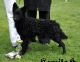 Bestagility Brongo 'Broníček' Bestagility Brongo 'Broníček'