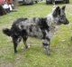 Királytanyai Kennel fotóalbuma