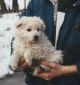 Kócsagvári Kennel fotóalbuma