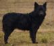 Kunok Kincse Ékes, MET.Mu.6316/10 Kunok Kincse Ékes, MET.Mu.6316/10