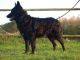 Kunok Kincse Ékes, MET.Mu.6316/10 Kunok Kincse Ékes, MET.Mu.6316/10