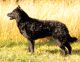 Mog-Ur's Mrs Tiril, S68938/2006
