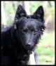 Mog-Ur's Mrs Storm, S39708/2009