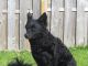 Mog-Ur's Mrs Tula, S68939/2006