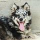 Pogány Asszony Katonája Kennel fotóalbuma